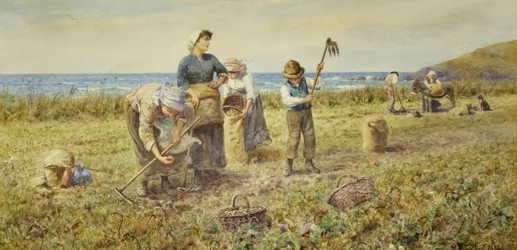 La raccolta delle patate